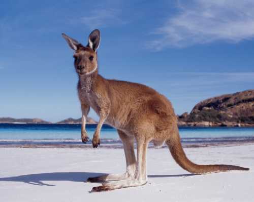 <font size=-5>©  Tourism Australia</font>